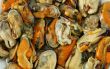 mussels