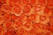 Orange roses texture