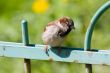 Curious sparrow