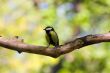 Titmouse on spring background