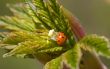 Ladybird