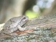 gray treefrog (hyla versicolor)  on a cedar tree