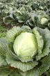 Cabbage