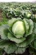 Cabbage on a floor