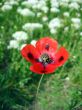 Red poppy