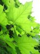 Maple leaves