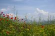 idyllic rural scene with bright meadow