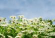 meadow with comomiles over blue sky