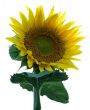 Sunflower Isolated