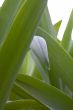 green grass