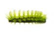 Scary Green Caterpillar