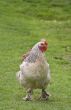 Rooster