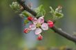 Apple flower