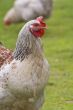 A rooster