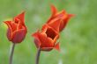 Red tulips