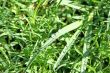 Grass