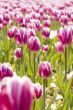 garden tulip