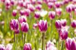 gardening tulip