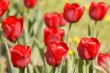 Red tulip