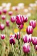 tulip