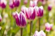 tulips close up