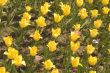 Yellow tulip close up
