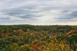 Fall Forest