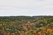 Fall Forest