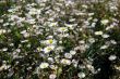 Camomiles