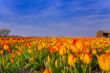 Bulb fields Holland