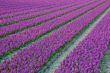 Bulb fields Holland