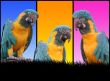 Parrots