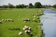 Sheep in dutch polder landscape