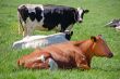 Dutch cows in dutch polder landscape