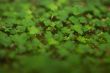 4 Leaf-Clover Forest