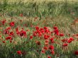 Poppies landscape