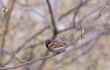 Sparrow