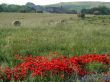 Poppies landscape