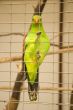 green parrot