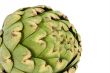 Globe Artichoke