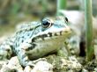 frog at the stone