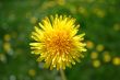 sunny flower