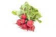 garden radish