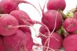 radish macro
