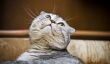 Scottish Fold cat looking up