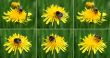 bumblebee on the dandelion