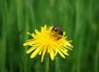bumblebee on the dandelion