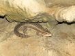 Single lizard