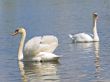 Two swans