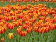 Field of tulips